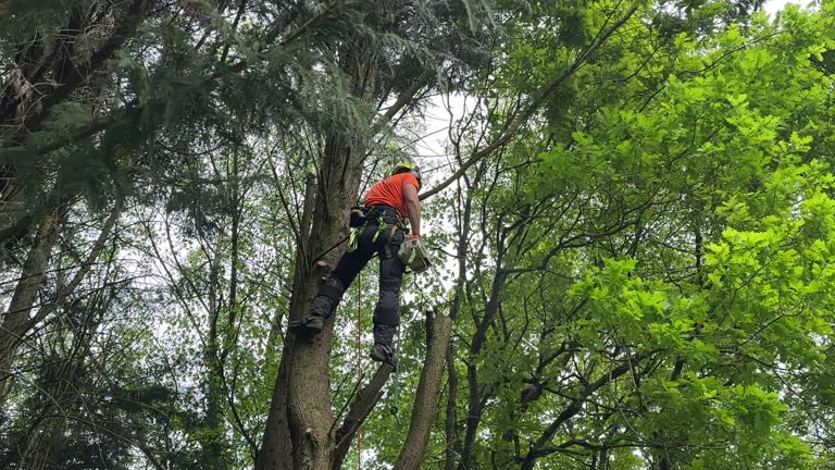 Best Commercial Tree Services  in Fort Mitchell, KY