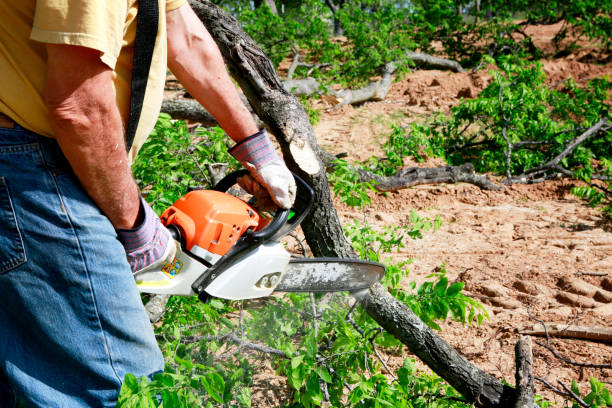 Best Arborist Consultation Services  in Fort Mitchell, KY